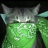 qweezy